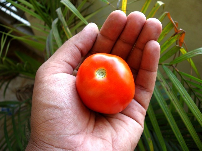 pomidor na dłoni