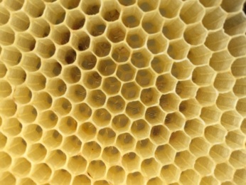 Pszczoły - plaster miodu