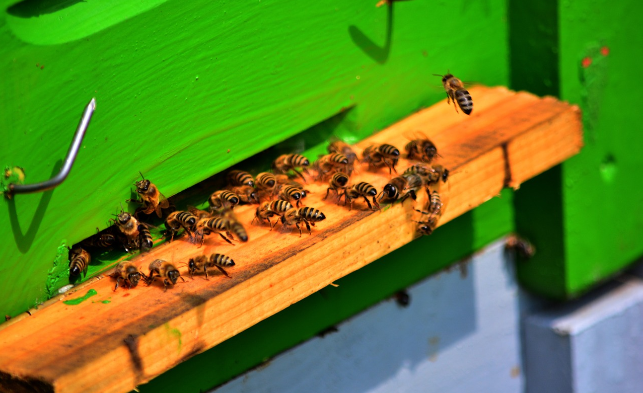 pszczoły w ulu