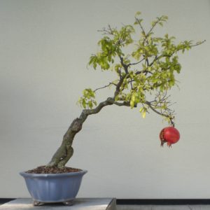 bonsai_drzewko_1