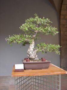 bonsai_drzewko_doniczce_1