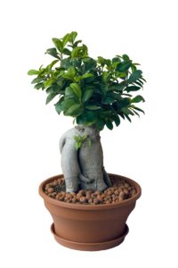 bonsai_drzewo_1
