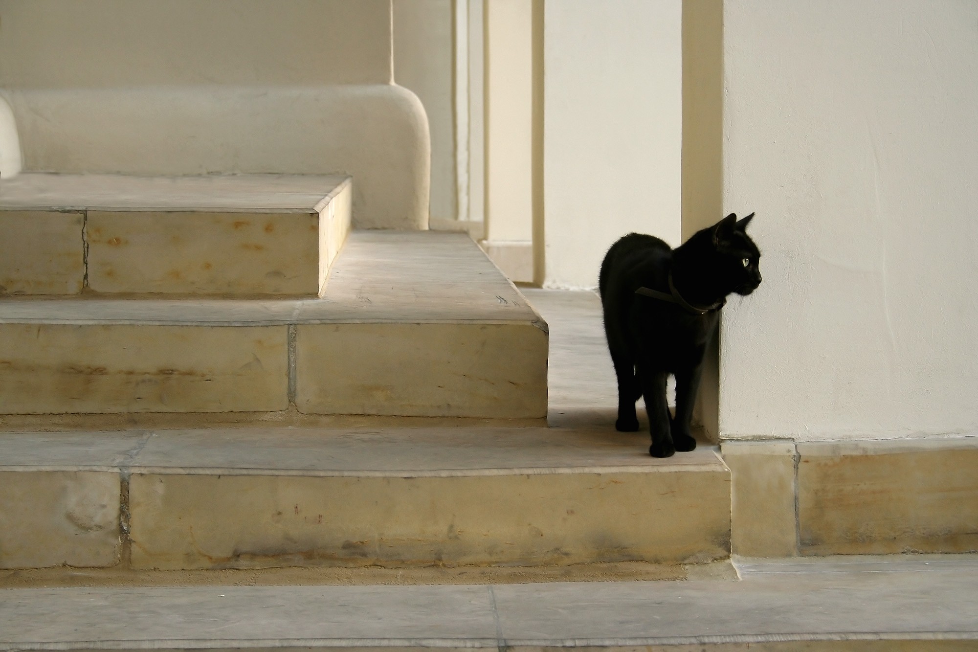 Кот на карнизе. Ступеньки для кошек. Лестница для кошек. Котики на лестнице. Коты на ступеньках.