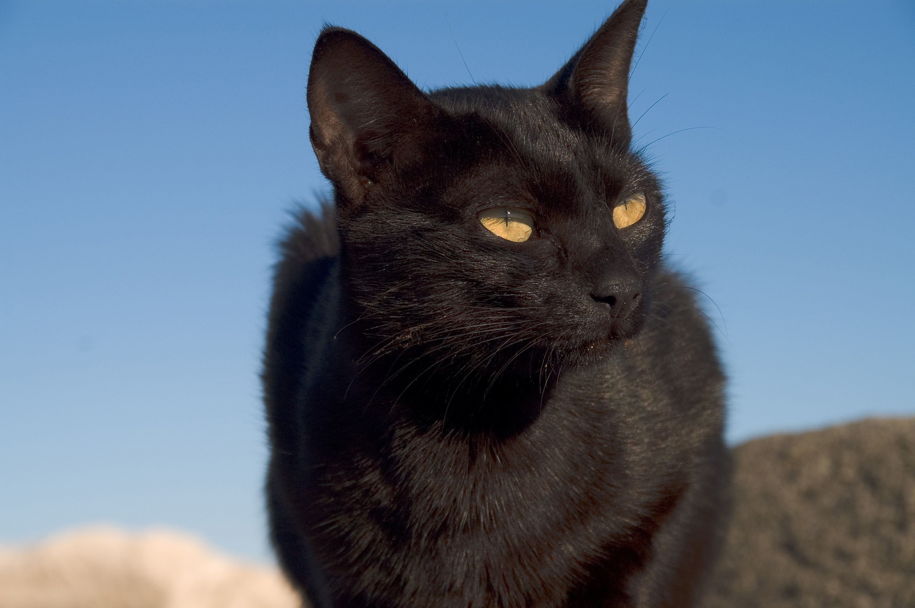 Черная кошка 11. Черная кошка примета. Кличка для черного кота. Имена для чёрных котов. Назвать черного кота.