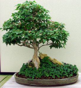 zielone_drzewko_bonsai_1