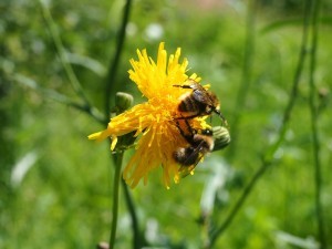 Pszczoły - pyłek pszczeli