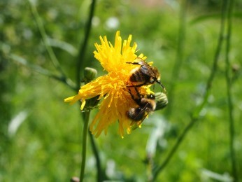 Pszczoły - pyłek pszczeli