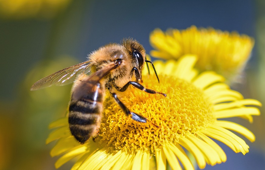 projekt pszczoła