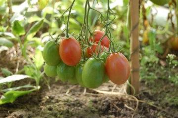 Szklarnia - pomidory