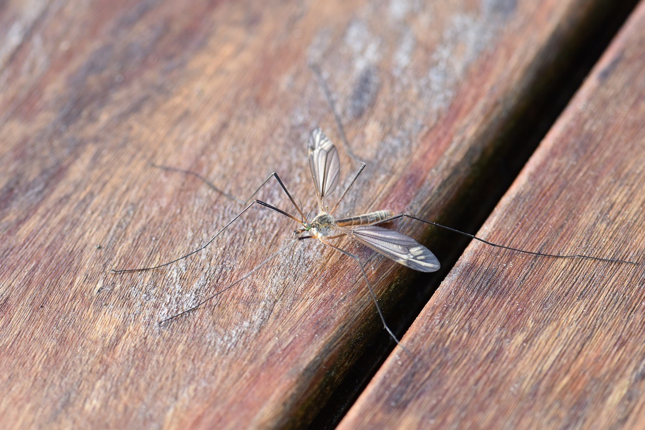 domowe sposoby na komary