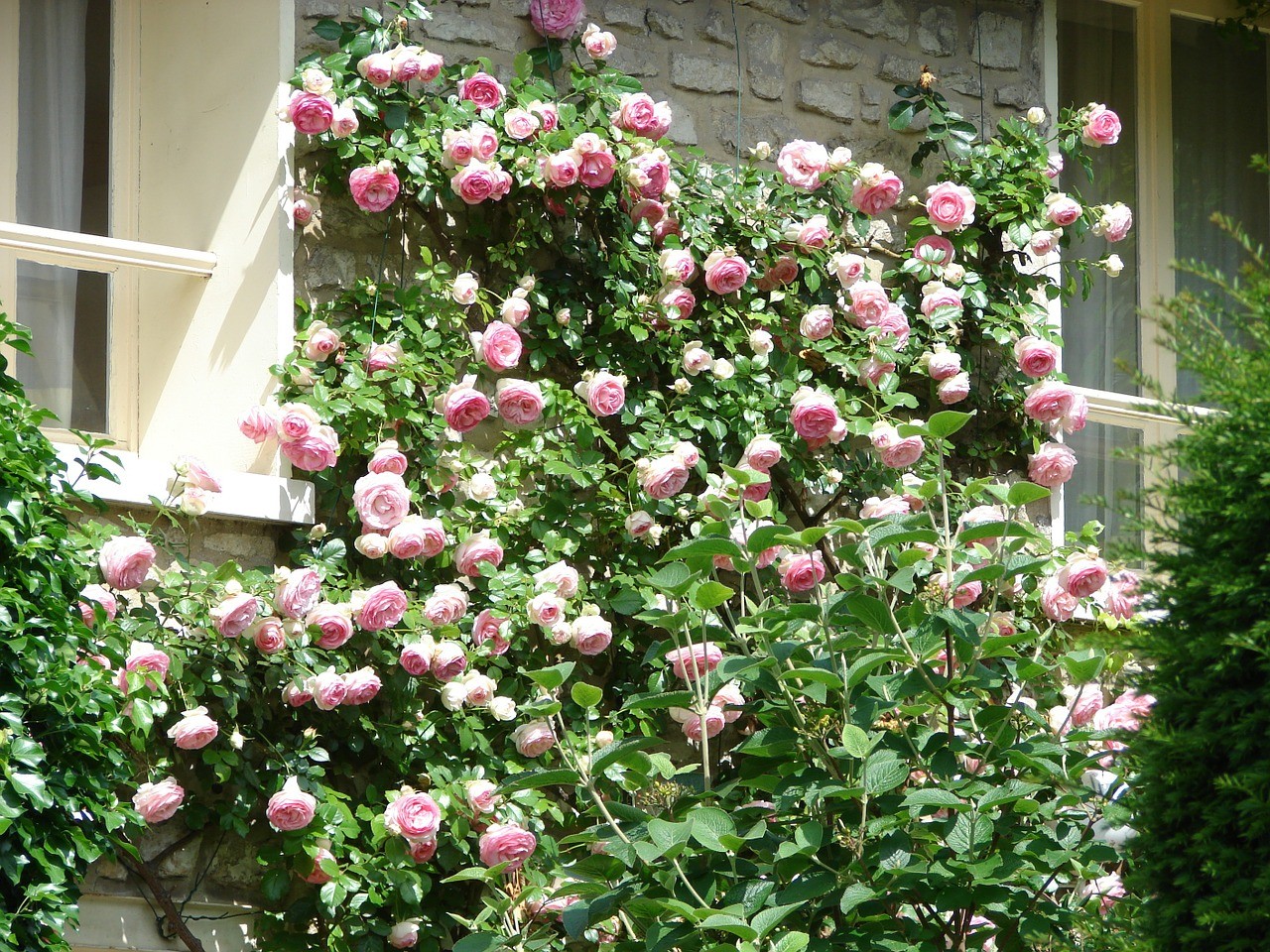róże do ogrodu