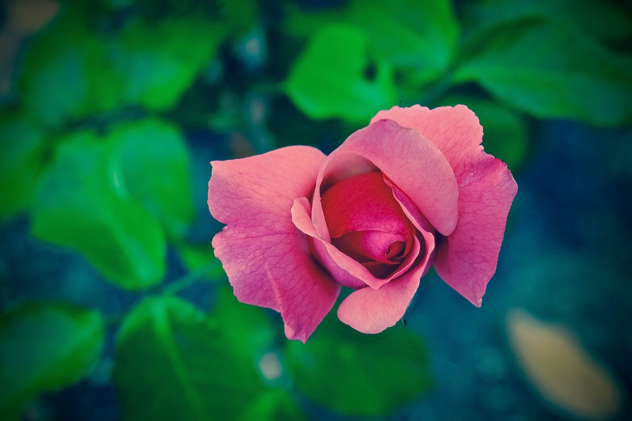 róża kwiat